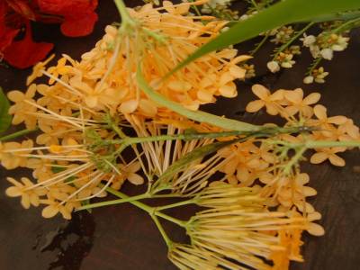 Fleurs pour les couronnes