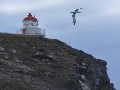 Un albatros !