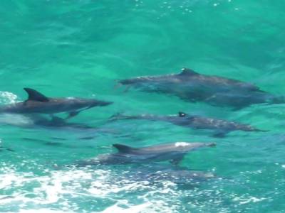 Dauphins