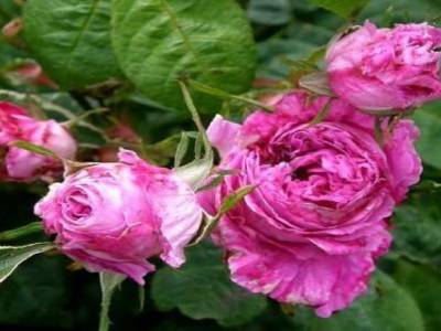 Rose de Mai ( rosa centifolia )