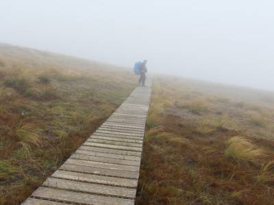 Une forêt... de nuage