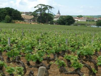 Vignoble de Chassagne Montrachet  Bourgogne