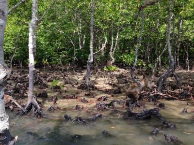 La mangrove de Ko Lanta avec ses singes