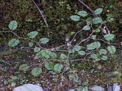 Red beech baby tree