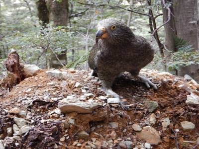 un Kaka