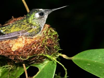 Un colibri, couvant ses oeufs dans son ingenuement suspendu