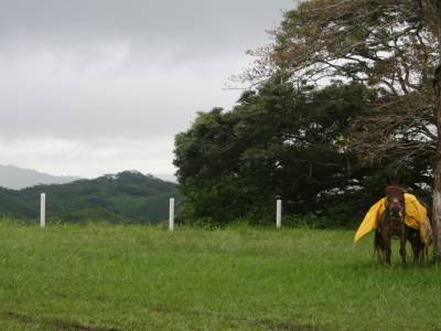 Un cheval