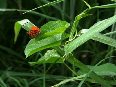 Fanny s"exerce avec succes a la macro avec ce papillon