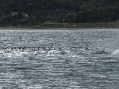 Une baleine à bosse ?