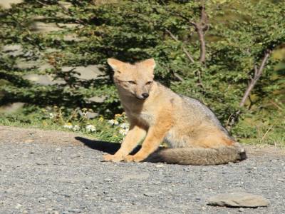 Grand renard roux