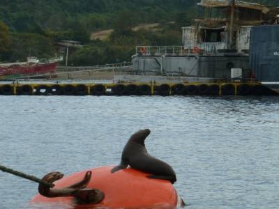 Une otarie au port de Puerto Montt