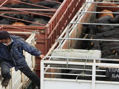 Les vaches meuglent sur le pont du bateau