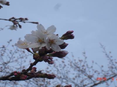cerisier du Japon