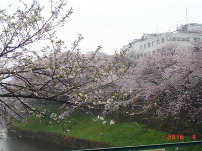 cerisiers a Tokyo