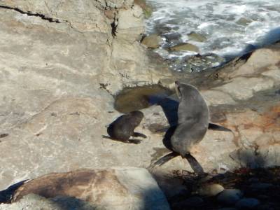 Fur seals