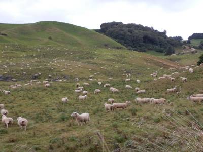 Plein de moutons