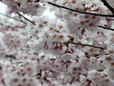 Sakura