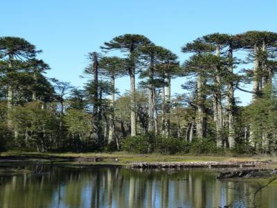 Forêt d'araucarias