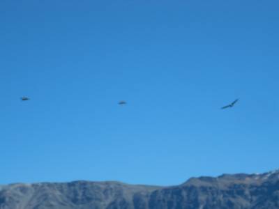 Vol de condors