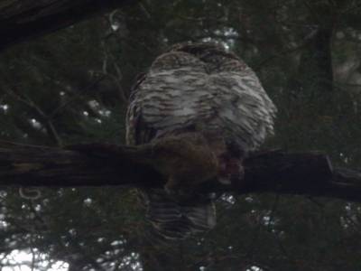 powerful owl