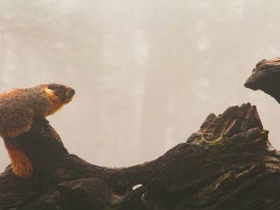 Une marmotte qui siffle