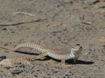 Petit lézard