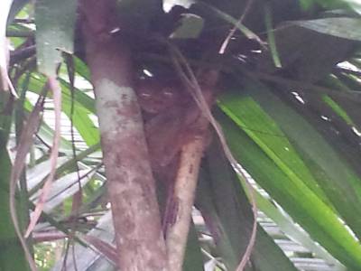 Tarsier