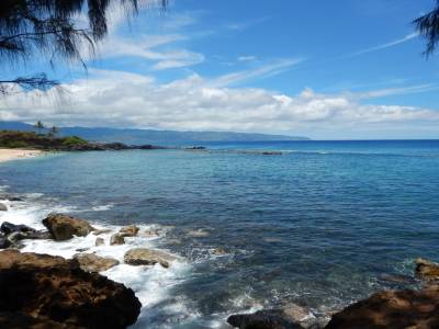 Shark's Cove