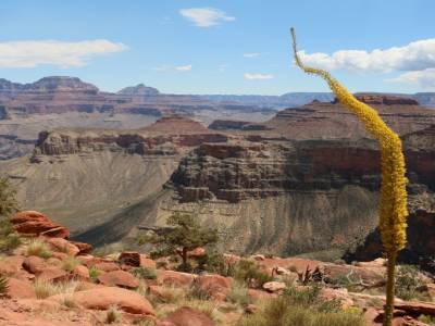 Un zigouigoui jaune