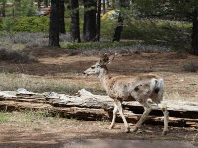 Une biche au camping
