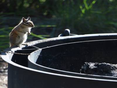 Un écureuil au barbecue ?