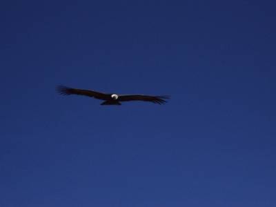 el Condor pasa