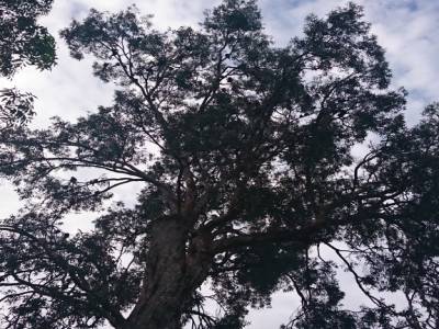 arbre a chauves souris