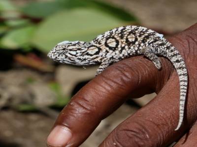 Petit caméléon