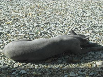 Chien typique du Perou