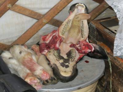 Tête de mouton qui sèche