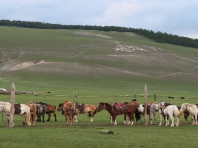 Nos chevaux