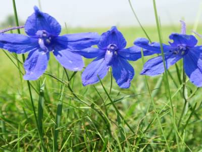 Jolies fleurs