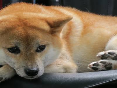 Un mini akita dont Simon est tombé amoureux
