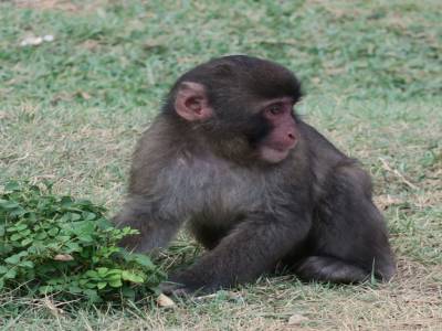 Montagne des singes