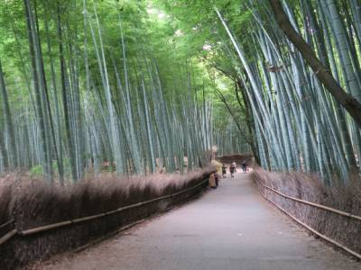 Bambouseraie d'Arashiyama