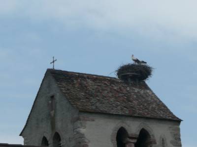 Les cigognes à l'arrivée en suisse