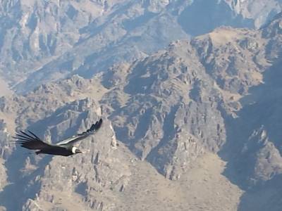 CONDOR