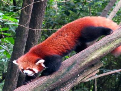 Panda rouge