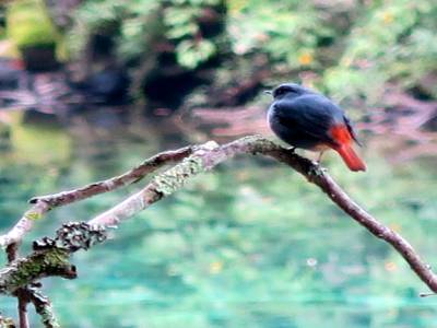 Un bel oiseau