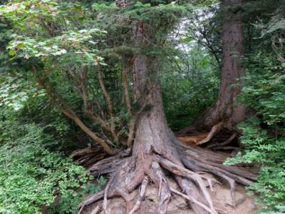 Forêt vierge