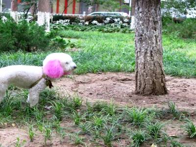 Le caniche punk!