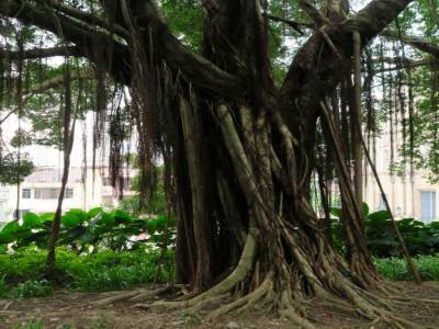 Mon arbre