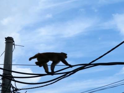 Singe funambule!