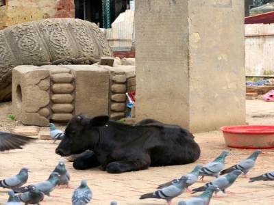 Durbar square